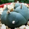 Lophophora _williamsii_ 03